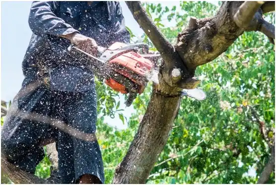 tree services South Salt Lake